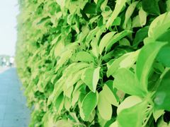 -深圳国际园林花卉博览园