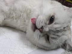 -宠爱国际动物医院· 猫科· 外科·中兽医(长白店)