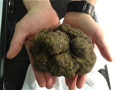 白松露400克一块-AZUR聚(香格里拉饭店)