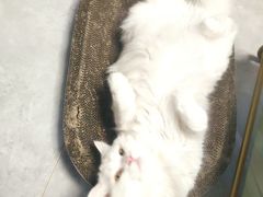 -宠福鑫康馨动物医院·骨科·眼科