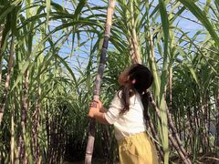 -西青郊野公园