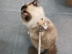 -格蕾宠物医院24H·猫科·肿瘤科·骨科中心(福州总院)