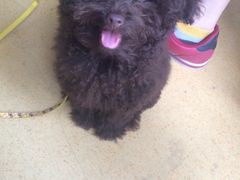 -喵宠乐园·撸猫互动·猫舍