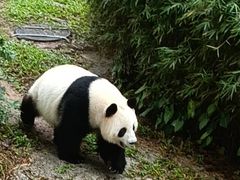 -广州动物园