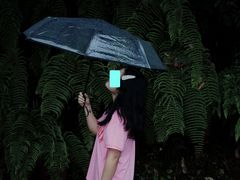 路上很多的蕨类植物-云南屏边大围山国家公园
