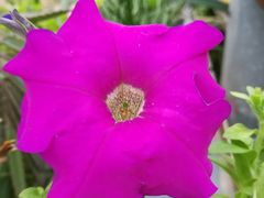 -广东茂名森林公园