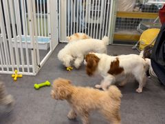 -有喵·猫咖·狗咖·30几只猫10只小狗(岗厦店)
