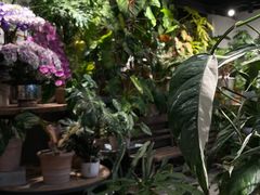 -自由生长植物工作室(深港花卉中心店)