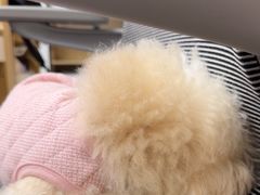 -瑞派康怡24h宠物医院·犬猫医疗中心·微创绝育(瑞景分院)