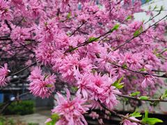 -武汉大学人民医院(首义院区)