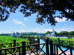 -荷塘月色湿地公园·向阳花洲