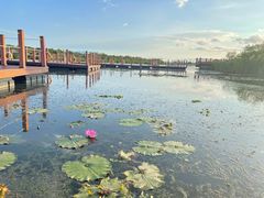 -芒洲湿地公园