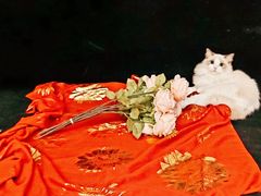 -猫遇摄影工作室