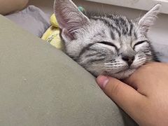 -喵zoo家庭繁育猫舍(尖东智能花园店)