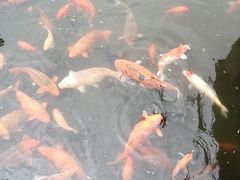 -西湖外事游船(花港观鱼码头)