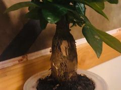 -活鳗饭·鹅肝范儿(高碑店店)