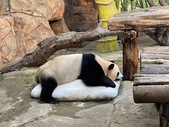 -广州长隆野生动物世界
