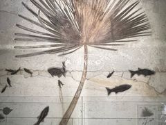 -正佳自然科学博物馆