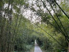 -开平碉楼文化旅游区马降龙景区