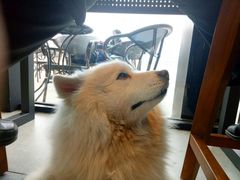 -星巴克(成都科学城店)