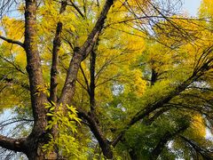-三里屯东五街银杏大道