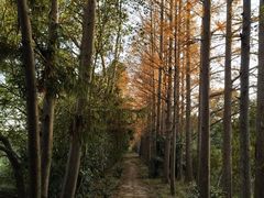 -上海长兴岛郊野公园