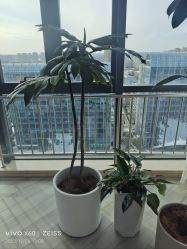 -HEYAN荷妍专业脱毛连锁机构