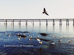 -星海湾跨海大桥