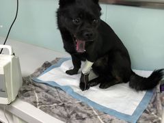 -达爱动物医院·犬猫分区·CT·复杂眼科(远洋山水分院)