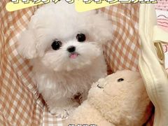 -萌宠之家·腊肠犬·马尔泰·小体犬舍