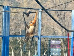 -大连森林动物园