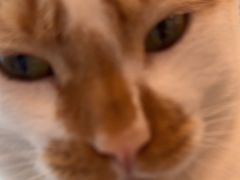 -瑞派申生动物医院·24H夜诊·国际动物医疗中心·骨外科(吴中路店)