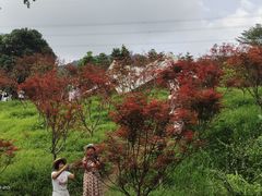 -广州市帽峰山景区