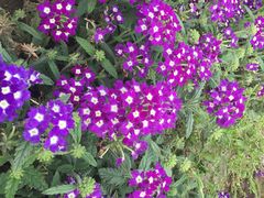 -北纬44度·金珠花海休闲农业旅游景区