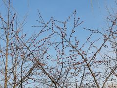 景点-朝阳公园