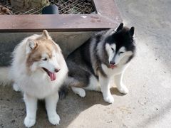 -TrueLove @ Neverland (Husky Cafe)