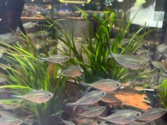 -山东柏宁水族批发广场