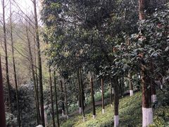 -重庆彩云湖湿地公园