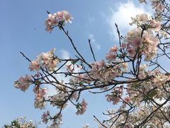 -天适樱花悠乐园