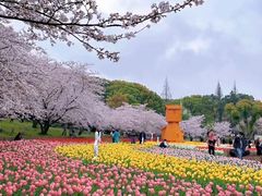 -苏州上方山国家森林公园