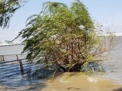 -上海吴淞炮台湾国家湿地公园