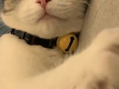 -70cat德文卷毛猫·缅因猫纯种猫舍