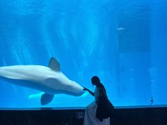 -海合安成都极地海洋公园
