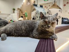 -COLOR PETS 撸猫馆·购猫·猫咖(长风大悦城店)