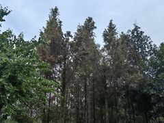 -重庆彩云湖湿地公园