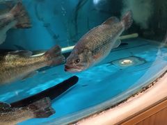 -粤秀小厨·广式早茶(辽宁路店)