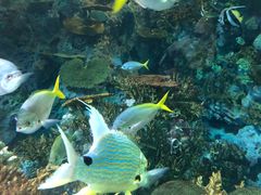 -上海海洋水族馆