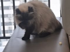 -喵园·猫主题咖啡厅·撸猫·猫咖(国贸店)