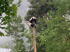 -卧龙中华大熊猫苑神树坪基地