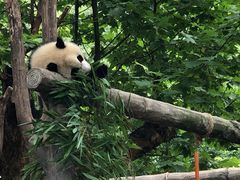 -都江堰中华大熊猫苑